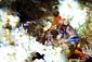 Tompot Blenny